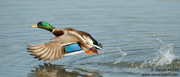 DUCKS