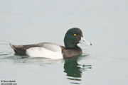  DIVING DUCKS