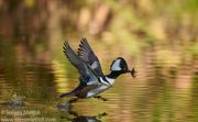  DIVING DUCKS