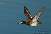  DIVING DUCKS