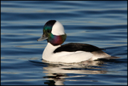  DIVING DUCKS