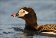  DIVING DUCKS