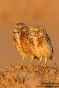 OWLS, KITES, VULTURES, CONDORS