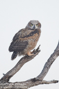 OWLS, KITES, VULTURES, CONDORS