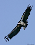 OWLS, KITES, VULTURES, CONDORS