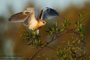 OWLS, KITES, VULTURES, CONDORS