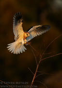 OWLS, KITES, VULTURES, CONDORS