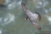FALCONS