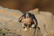 FALCONS