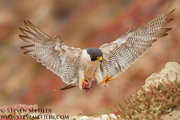 FALCONS