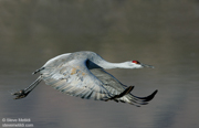 RAILS, COOTS, LIMPKIN, AND CRANES