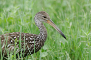 RAILS, COOTS, LIMPKIN, AND CRANES