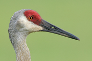 RAILS, COOTS, LIMPKIN, AND CRANES