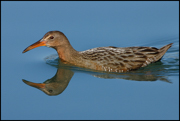 RAILS, COOTS, LIMPKIN, AND CRANES
