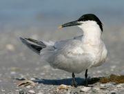 JAEGERS, GULLS, AND TERNS