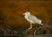 JAEGERS, GULLS, AND TERNS