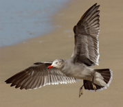 JAEGERS, GULLS, AND TERNS