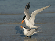 JAEGERS, GULLS, AND TERNS