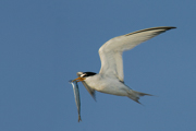 JAEGERS, GULLS, AND TERNS