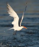 JAEGERS, GULLS, AND TERNS