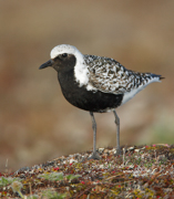 SHOREBIRDS