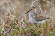 SHOREBIRDS