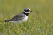 SHOREBIRDS
