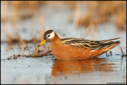 SHOREBIRDS