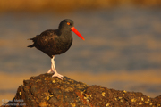 SHOREBIRDS