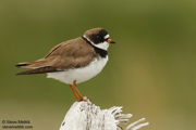 SHOREBIRDS