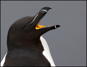 PUFFINS AND OTHER ALCIDS