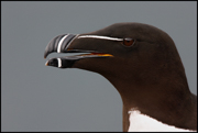 PUFFINS AND OTHER ALCIDS