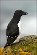 PUFFINS AND OTHER ALCIDS