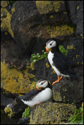 PUFFINS AND OTHER ALCIDS