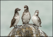 PUFFINS AND OTHER ALCIDS