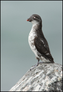PUFFINS AND OTHER ALCIDS