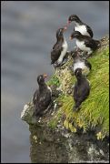 PUFFINS AND OTHER ALCIDS