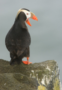PUFFINS AND OTHER ALCIDS