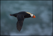 PUFFINS AND OTHER ALCIDS