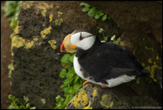 PUFFINS AND OTHER ALCIDS