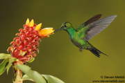 HUMMINGBIRDS