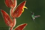 HUMMINGBIRDS