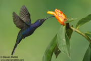 HUMMINGBIRDS