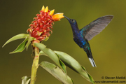 HUMMINGBIRDS