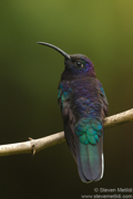 HUMMINGBIRDS