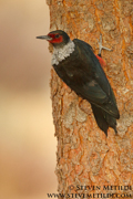 WOODPECKERS