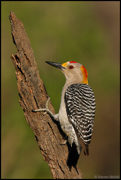 WOODPECKERS