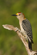 WOODPECKERS