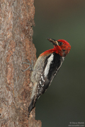 WOODPECKERS