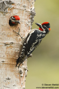 WOODPECKERS